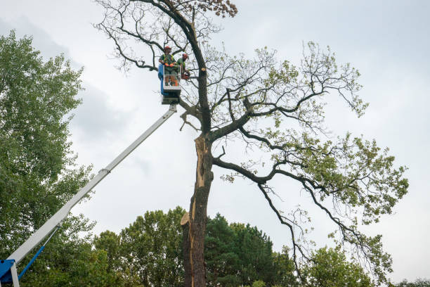 Trusted Morro Bay, CA Tree Services Experts