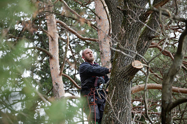 How Our Tree Care Process Works  in  Morro Bay, CA